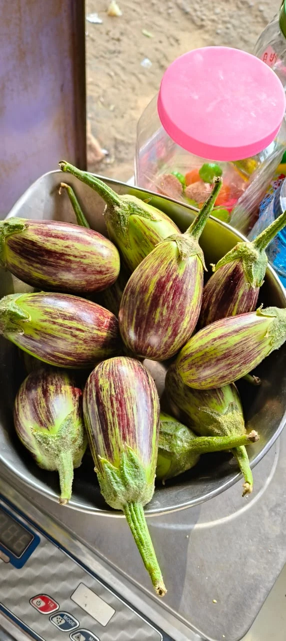 Fresh striped brinjals collected in a metal bowl on a weighing scale