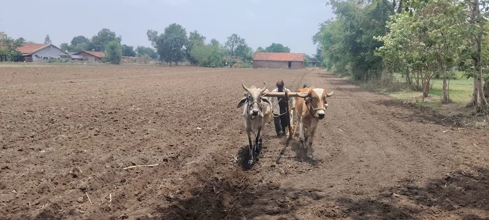 A farmer ploughing a large field with a pair of oxen in a rural village landscape