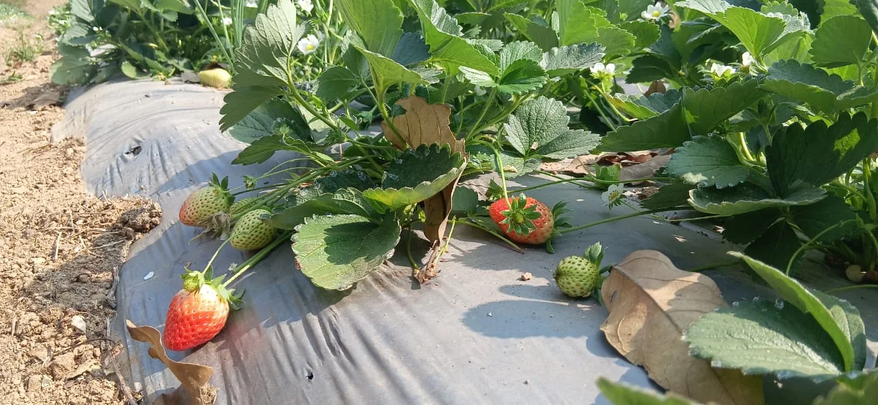Ripe and developing strawberries growing on a mulched farm bed